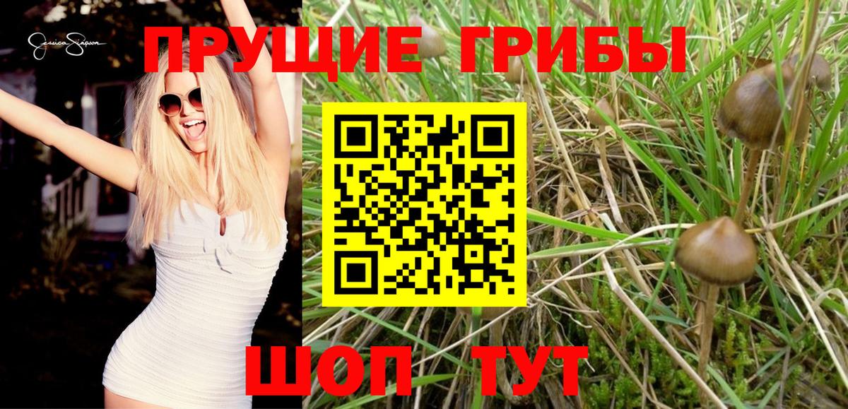 Слободской  Псилоцибиновые грибы ЛСД  Вход с VPN 